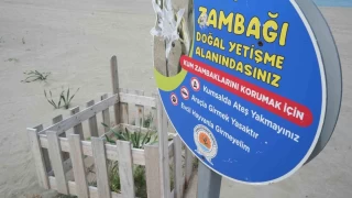 Samsun sahilinde açan kum zambağını koparan yandı: Cezası 387 bin TL