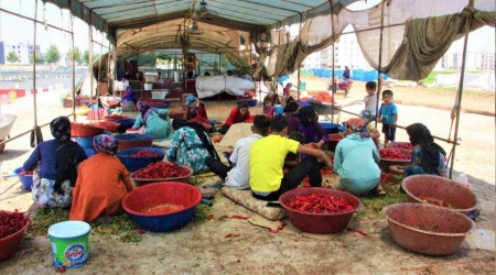 Şanlıurfa'da isotun acı serüveni başladı