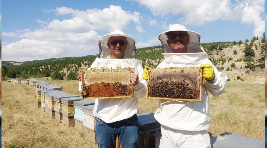 Sedir balı arıcının yüzünü güldürüyor