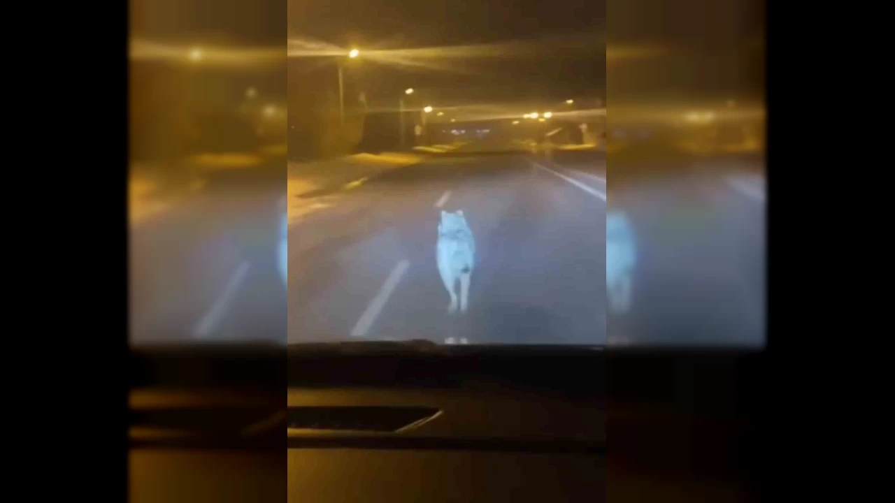 �ehre inen kurdu ara�la kovalad�