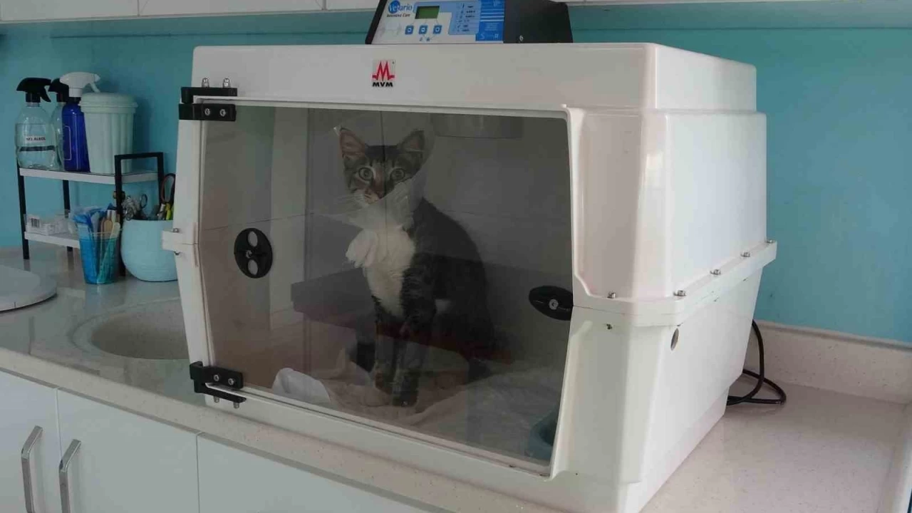 Sokak kedisini defalarca tekmeledi