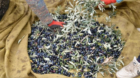Tekirdağ'da zeytin hasadı