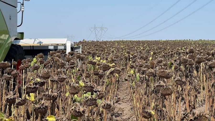 Trakya'da s�caklar ay�i�e�ini olumsuz etkiliyor