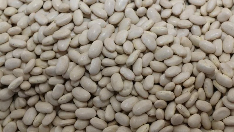 Tufanbeyli�nin �Beyaz Alt�n�� fasulye ve tar�m ekonomisi