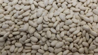 Tufanbeyli�nin �Beyaz Alt�n�� fasulye ve tar�m ekonomisi