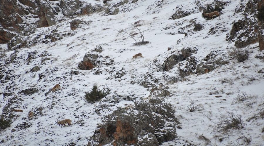 Tunceli'deki yaban keileri vebadan lm