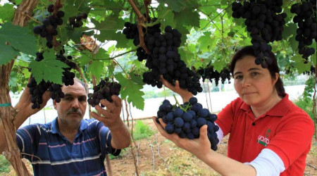Turfanda siyah incide hasat zamanı