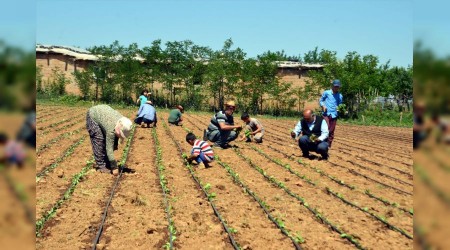 Türkiye'de bu yıl 150 bin ton tütün üretimi bekleniyor