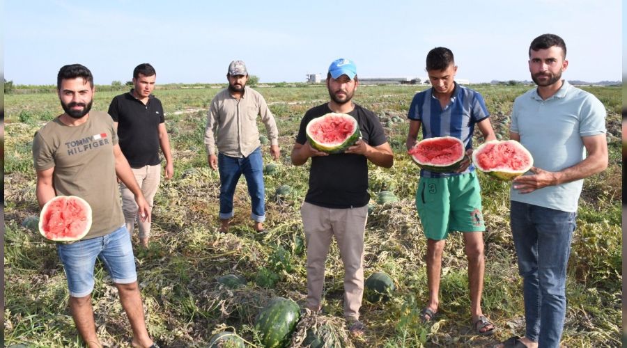 �reticilerin ham karpuz tepkisi