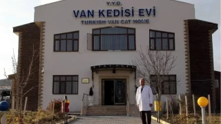 Van Kedisi Evi: Efsanevi gzlerin korunduu yuva