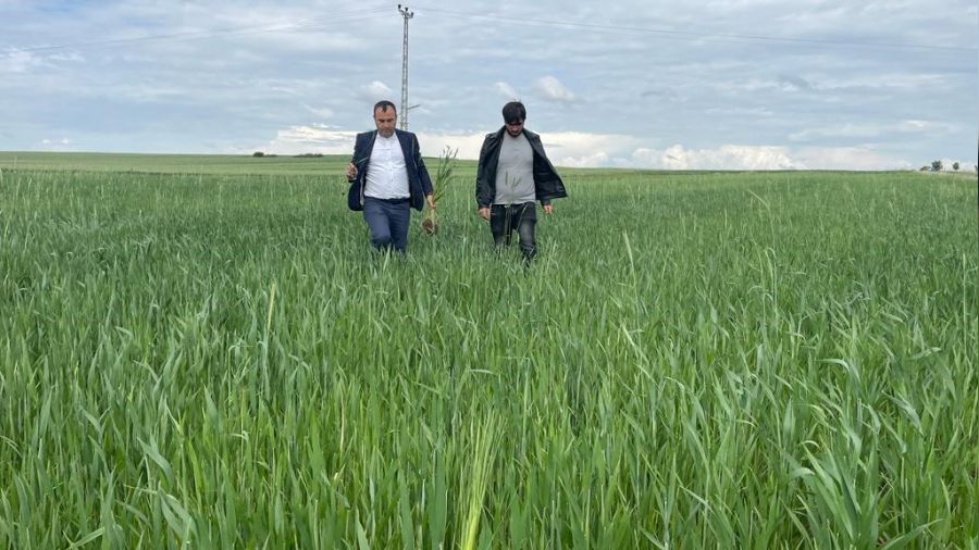 Yağışlar nedeniyle ekili alanlarda pas hastalığı riski oluştu