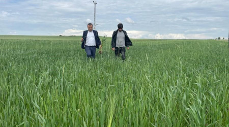 Yağışlar nedeniyle ekili alanlarda pas hastalığı riski oluştu