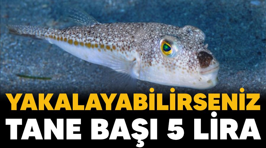 Yakalayabilirseniz tane ba�� 5 lira 