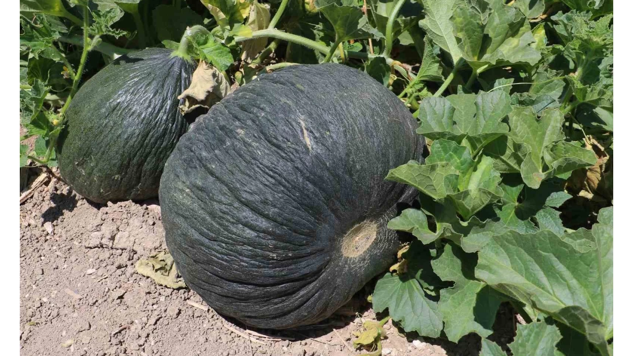 Yıllardır sofralardan uzaktı...Kahramankazan kavunu sofralara dönüyor