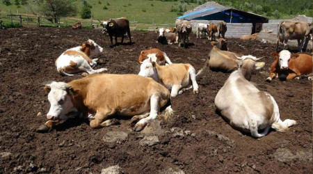 Yozgat'tan kurbanlk sevkiyat balad