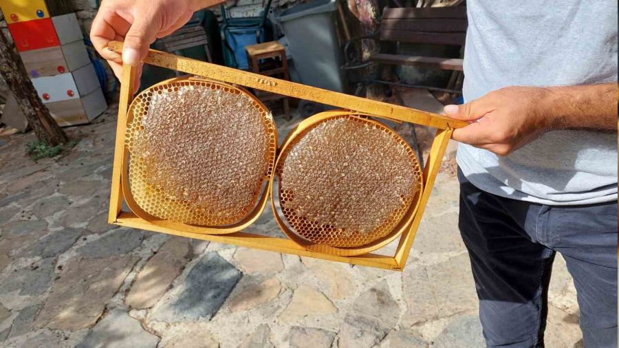 Zeytinburnu'nda bal toplama hasadı yapıldı