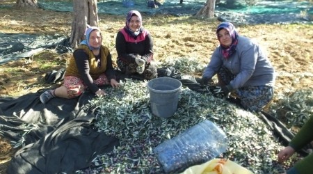 Zeytinciye hasat izin belgesi