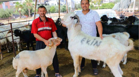 185 kiloluk 'Karbeyaz' 20 bin liraya satıldı