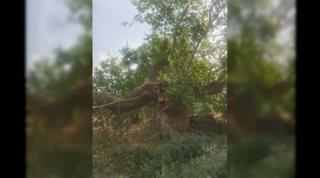 600 yıllık çınar tarihi çınar ağacı yıkıldı