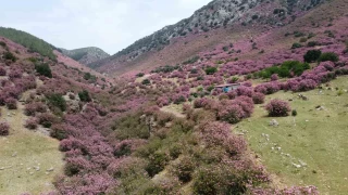 Adana'da dalar zakkumlarn iek amasyla pembeye boyand