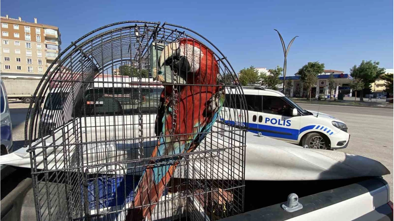 Aksaray'da restorana papağan operasyonu