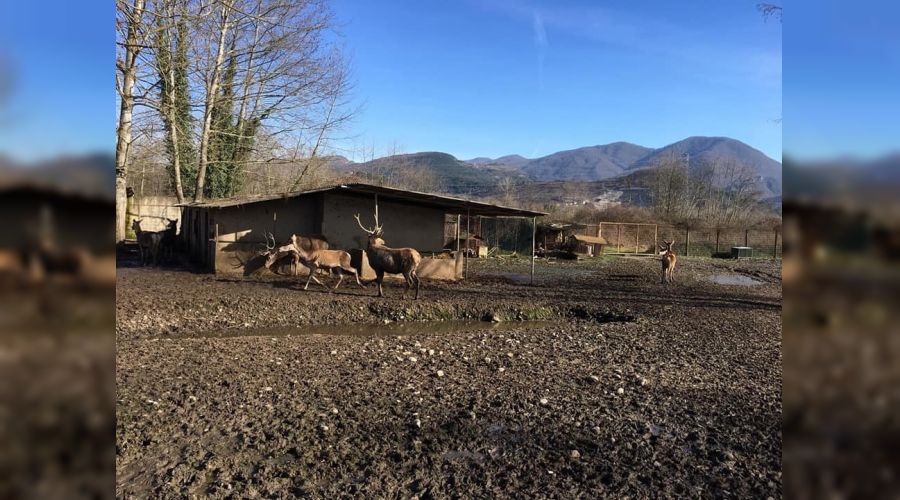 Ala geyik cezas�: 61 bin 370 TL