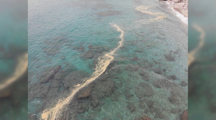 Alanya'da deniz salyas� esareti