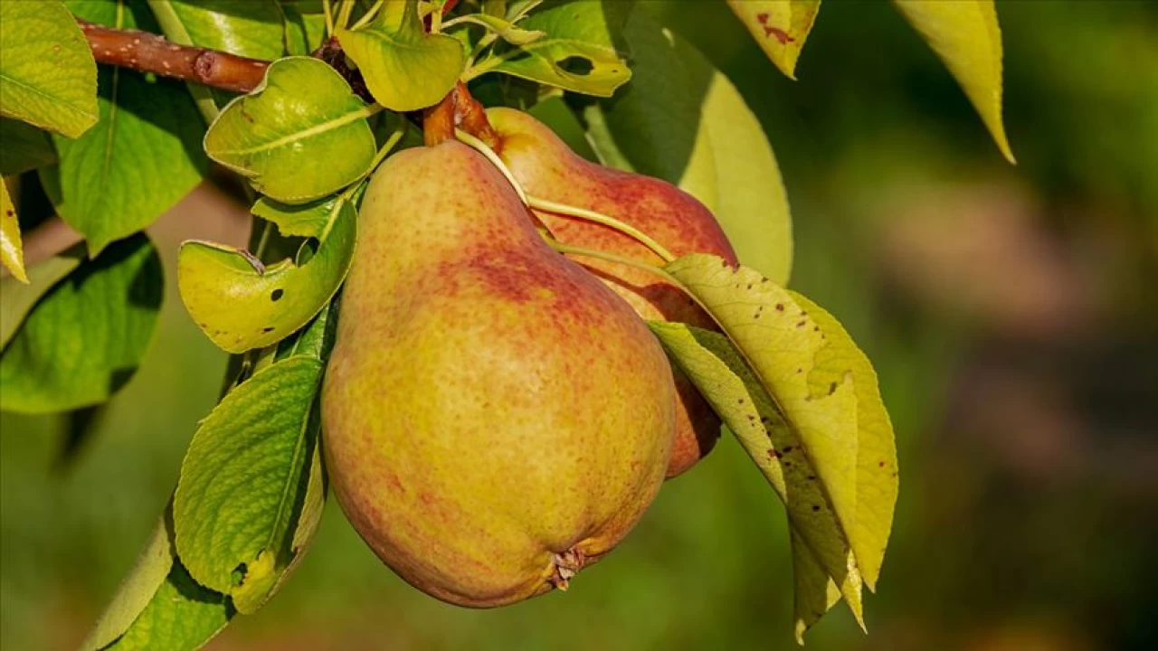 Anadolu’da Kasım ayı meyveleri sonbaharın bereketi, kışın habercisi