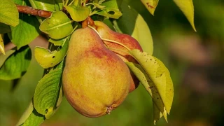 Anadoluda Kasm ay meyveleri sonbaharn bereketi, kn habercisi