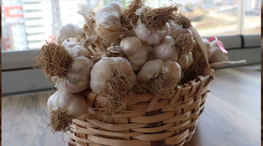 Arac�lar gaddarl�kta zirvede!