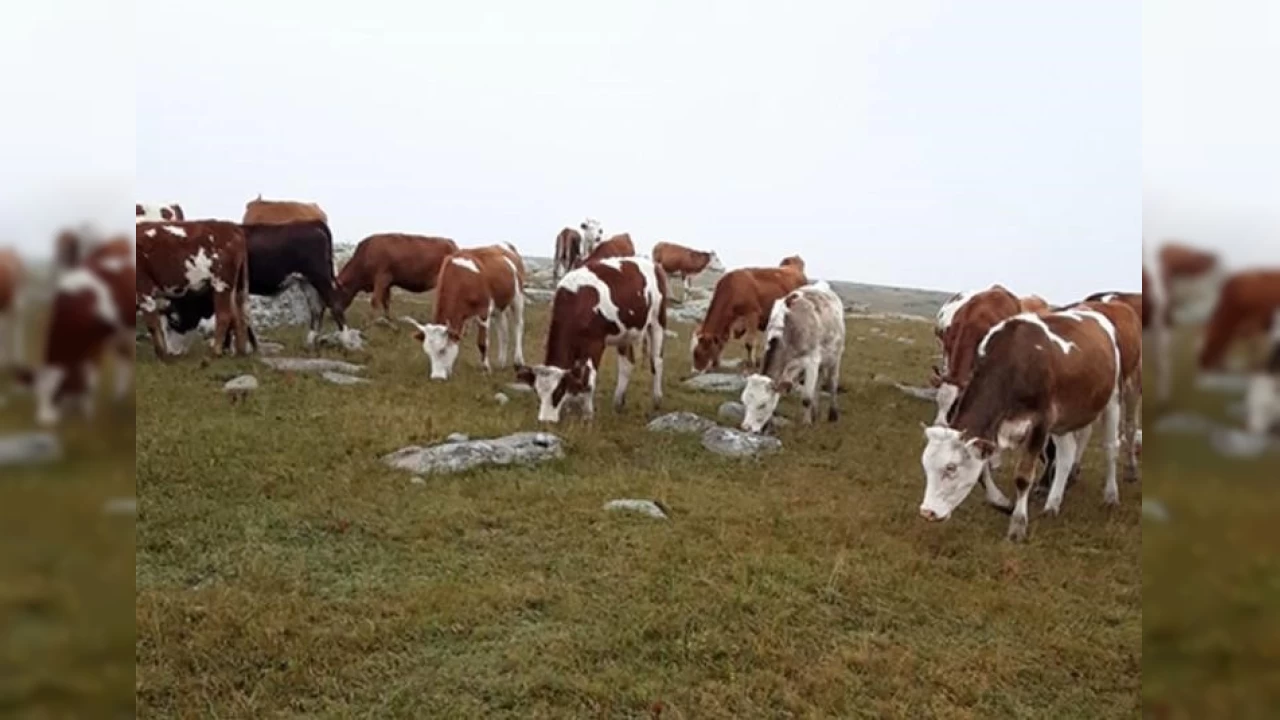 Ardahan'da kaybolan hayvanlar� Jandarma buldu