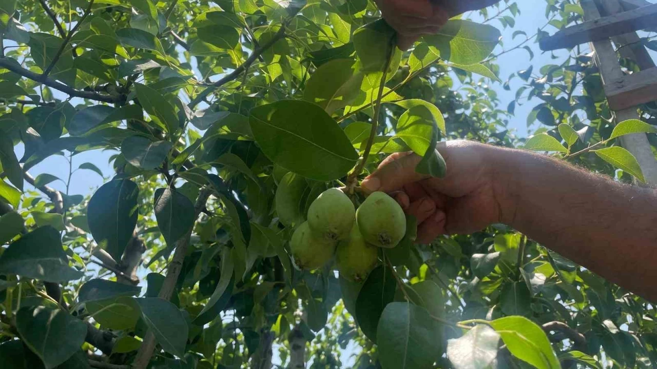Armut dalda kilosu 40 lira, ya markette?