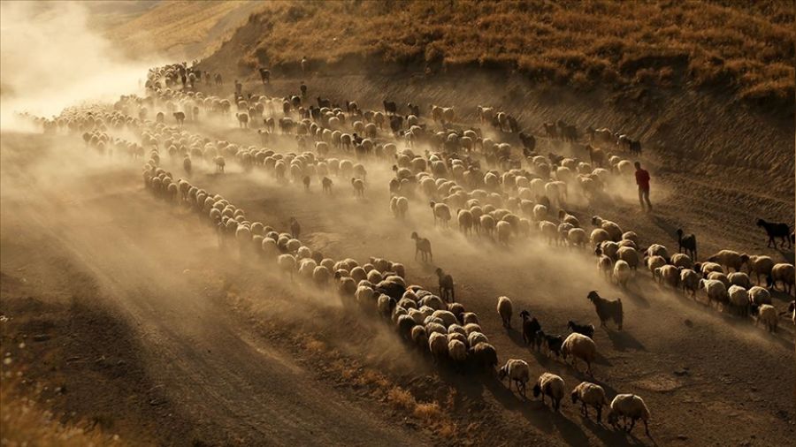 A��r� s�caklar hayvanc�l��� vurdu