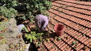 Aydın'ın dağlarında kestane sezonu sona erdi