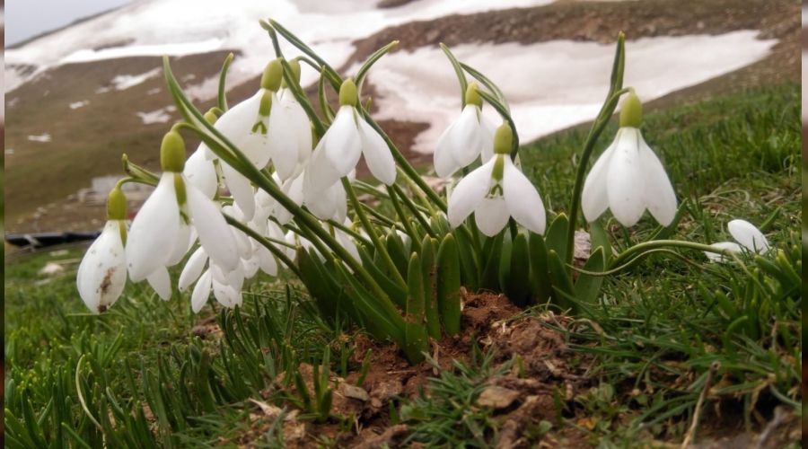 Bahar�n habercisi beyaz kardelenler �i�ek a�t�