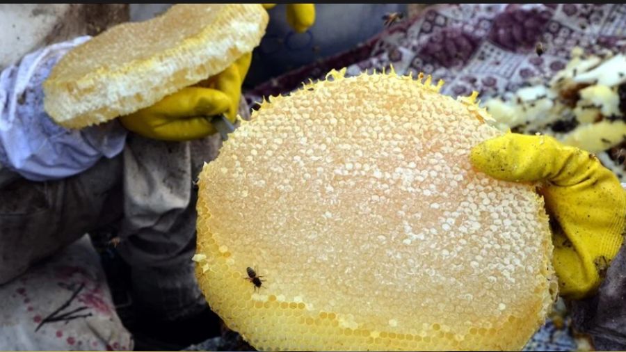 Bal ihracat� geri viteste