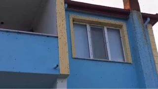 Bartn'da kahverengi kokarca istilas 