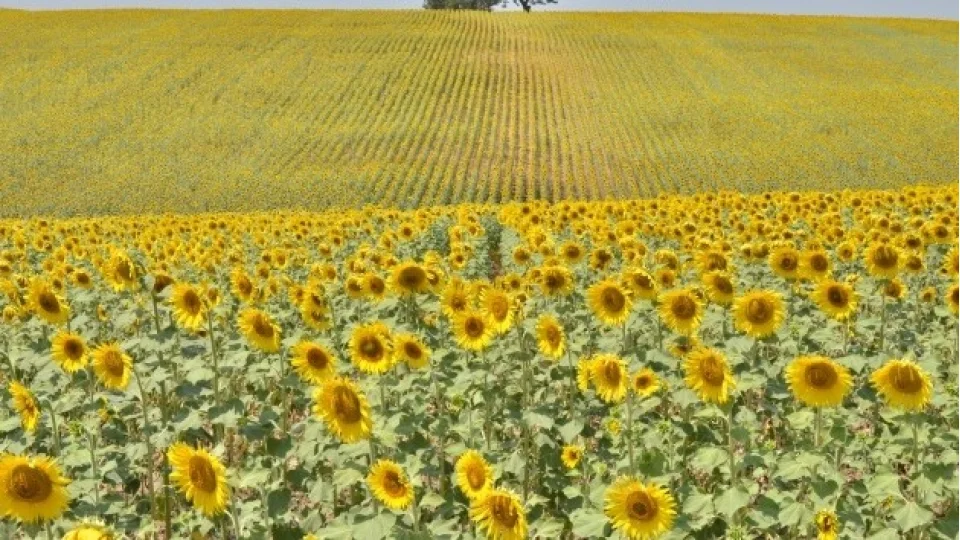 Bereketli topraklar�n kalbi: �mamo�lu�nda tar�m�n nabz�