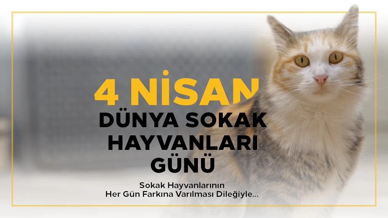 Bugn 4 Nisan Dnya Sokak Hayvanlar Gn