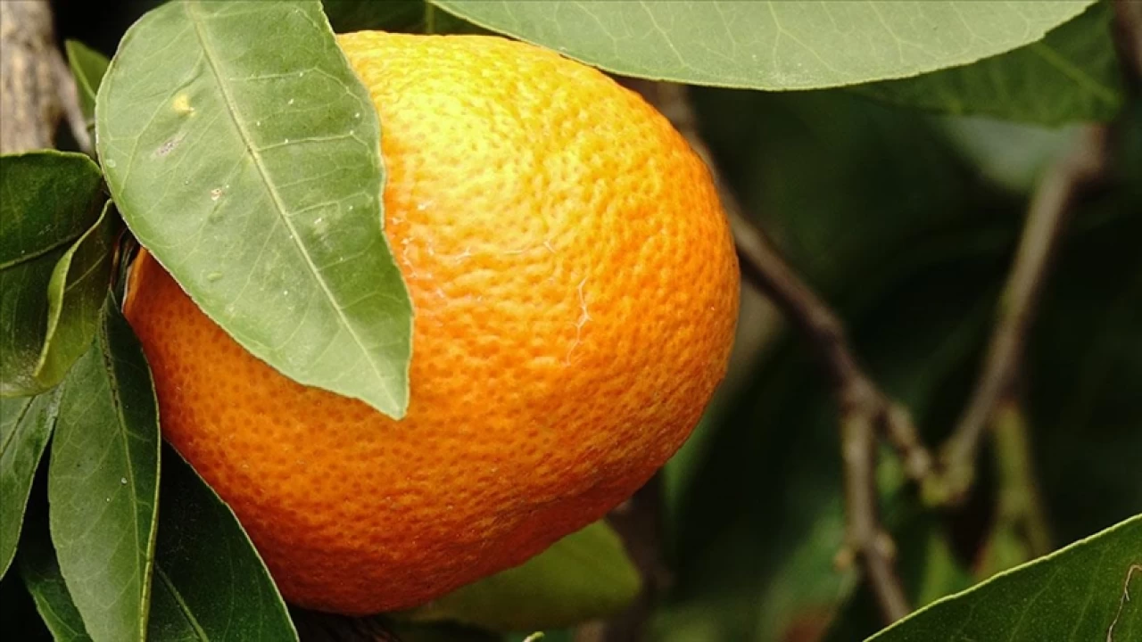 C vitamini hayati öneme sahiptir