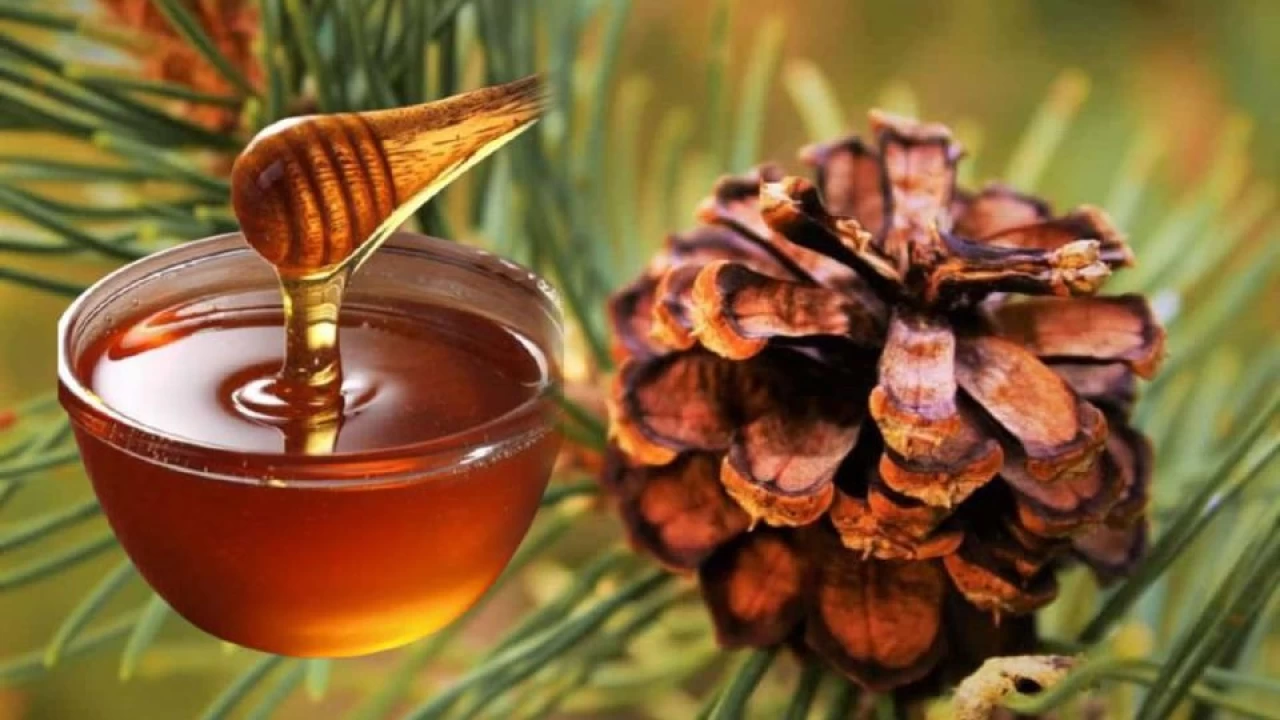 Çam balı üretiminde dünya lideriyiz