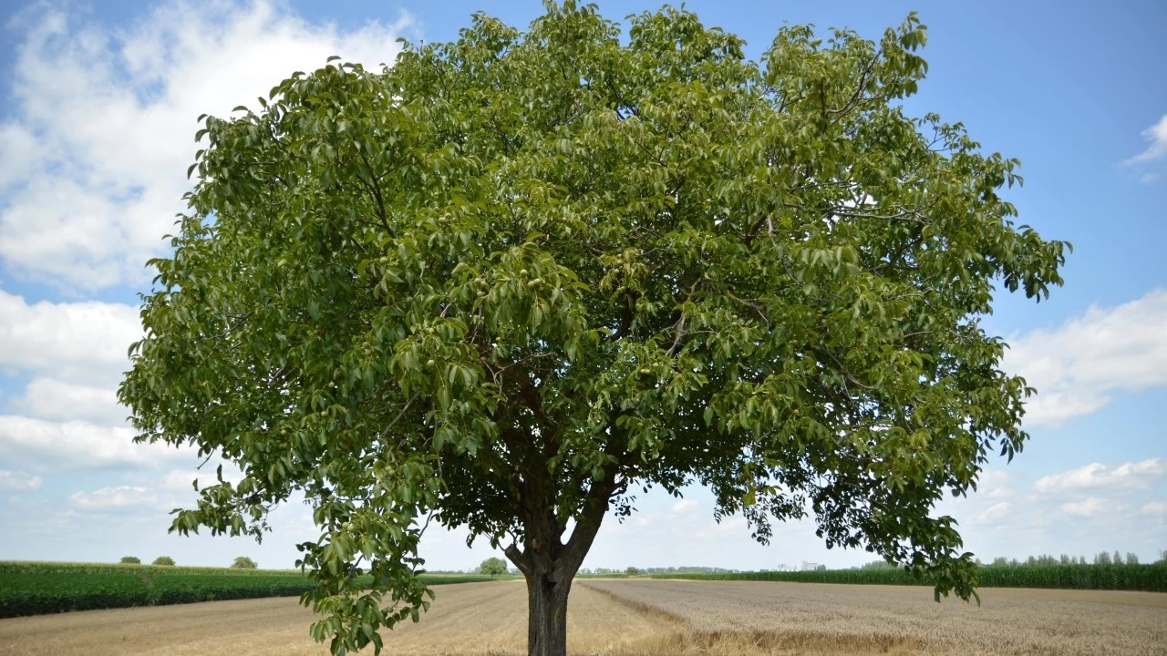 Ceviz ağacı