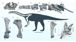 Çin'de 200 milyon yıllık yeni bir dinozor türü fosili bulundu