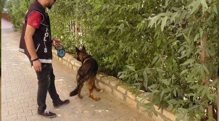 Dedektör köpek uyuşturucuya geçit vermiyor