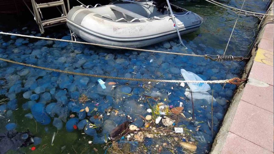 Denizanaları Çeşme'de panik oluşturdu