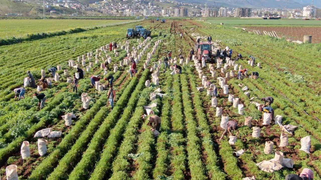 Depremin enkaza çevirdiği Hatay'da havuç hasadı yüzleri güldürdü