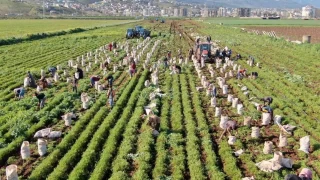 Depremin enkaza çevirdiği Hatay'da havuç hasadı yüzleri güldürdü