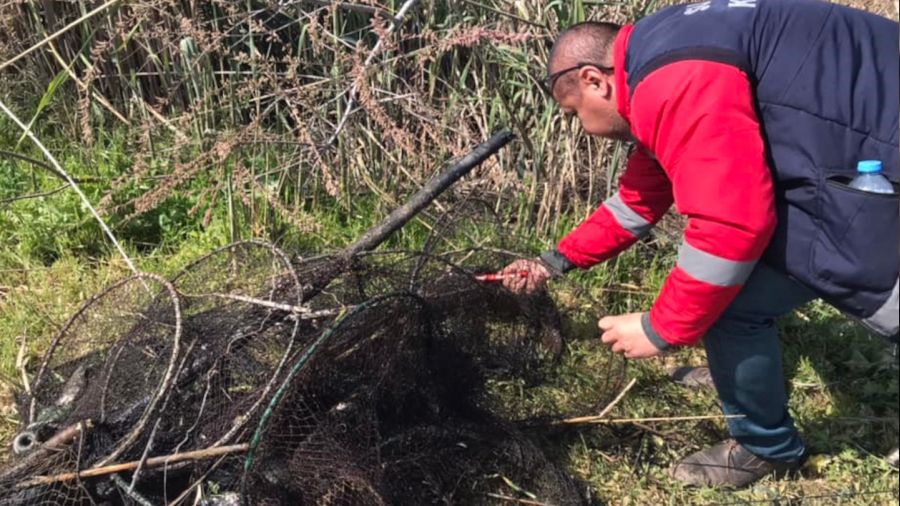 Didim'de kaak yakalanan balklar suya geri brakld