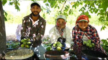 Düşük ceviz fiyatları üreticiyi perişan etti
