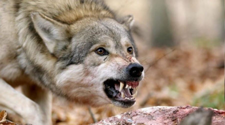 Erzurum'da kurt dehşeti: 5 yaralı